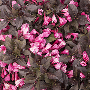 Coco Krunch® Weigela