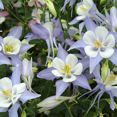 Origami Blue & White Columbine