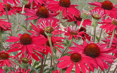 coneflower400x250