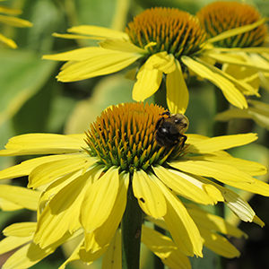 Butterfly™ Cleopatra Coneflower