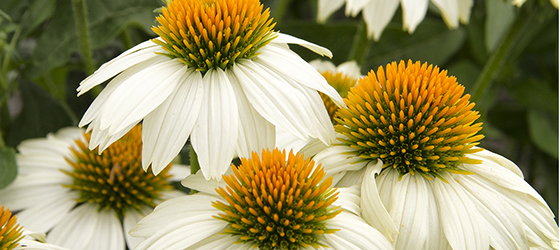 PowWow® White Coneflower