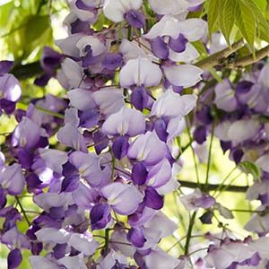 Cooke's Purple Wisteria