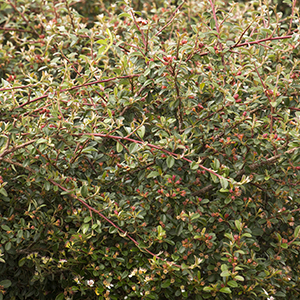 Coral Beauty Cotoneaster