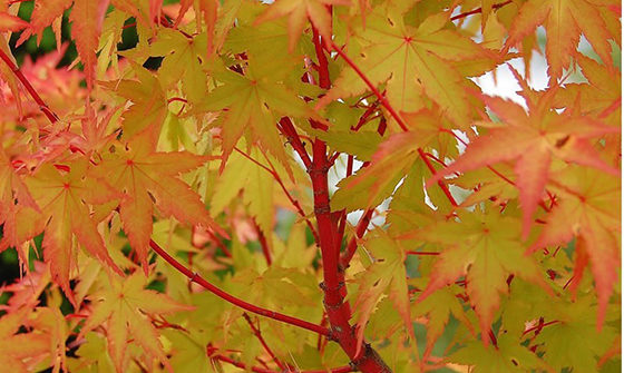 Coral Bark Japanese Maple