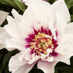 coralpeony