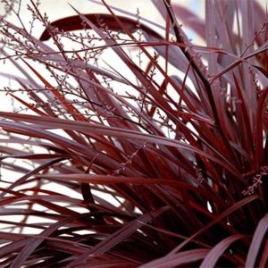 Festival™ Burgundy Cordyline