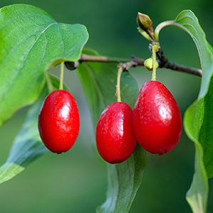 corniancherry@2x