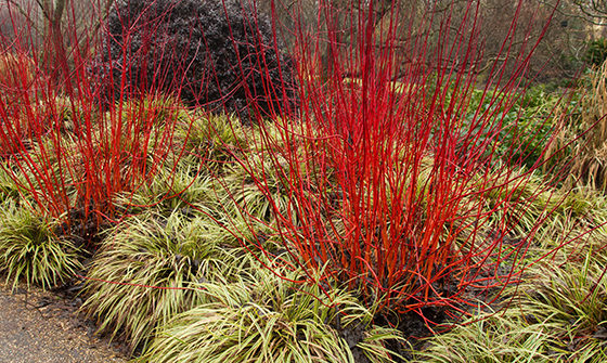 Red Twig Dogwood