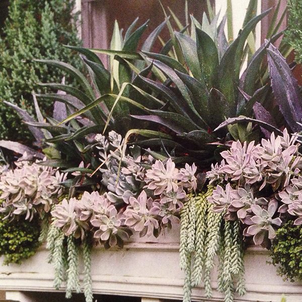 Window box’s combination of agave, sedum, and donkey’s tail succulents