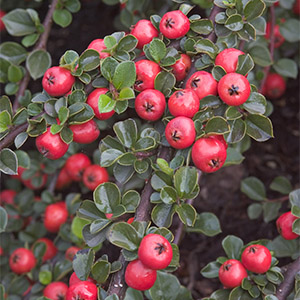 Cranberry Cotoneaster