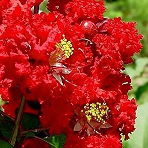 Arapaho Crape Myrtle