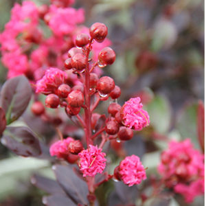 Red Filli Crape Myrtle