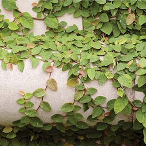 Climbing the walls (and fences, too) with these Vining Plants