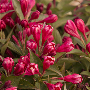 Crimson Kisses™ Weigela