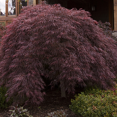 Crimson Queen Japanese Maple