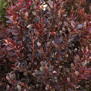 Crimson Ruby® Japanese Barberry