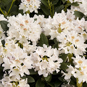 Cunningham’s White Rhododendron