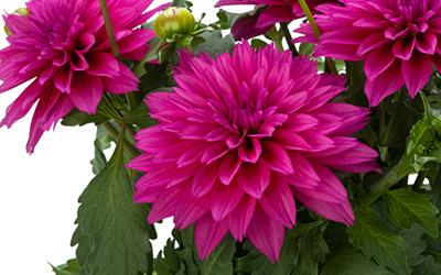 dahlia400x250