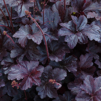 Obsidian Coral Bells