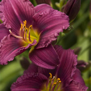 Little Grapette Dwarf Daylily