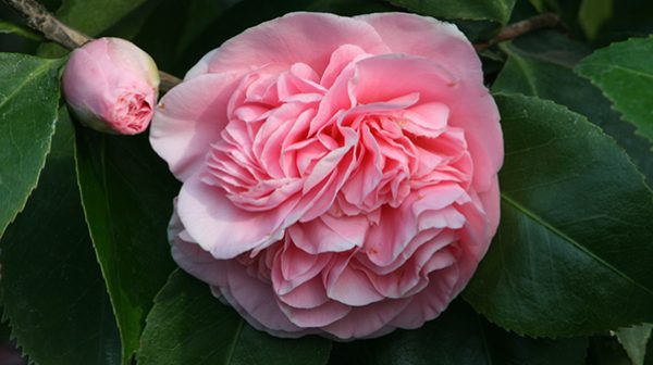 Debutante Camellia