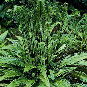 Dress Up The Porch With Ferns Be Inspired