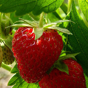 diamantestrawberry300x300