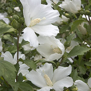 Diana Rose Of Sharon