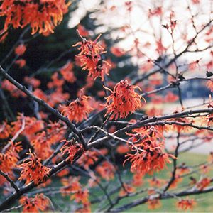 Diane Witch Hazel (Hamamelis x intermedia ‘Diane’)