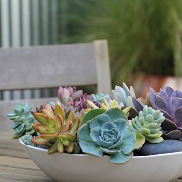 A mix of rocks and cactus