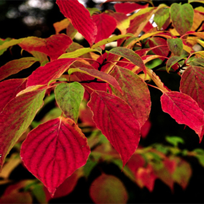 Hyperion® Dogwood