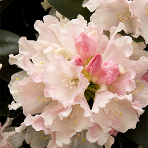 Dreamland Rhododendron