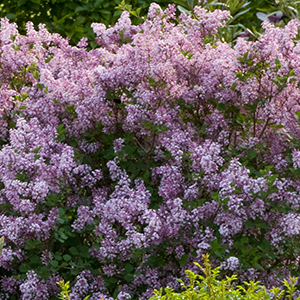 Dwarf Korean Lilac