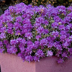 Dwarf Purple Rhododendron