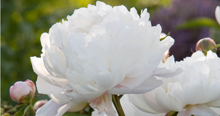 As Seen On - Peony