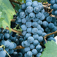 Eastern Concord Grape