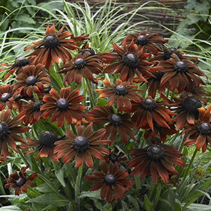 Echibeckia™ Summerina™ Brown