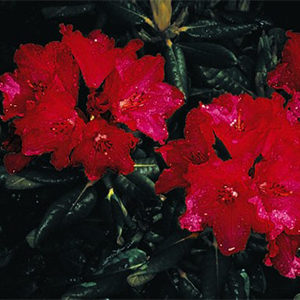 Elviira Rhododendron