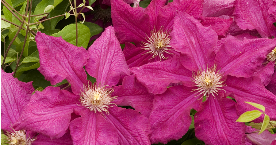 Clematis