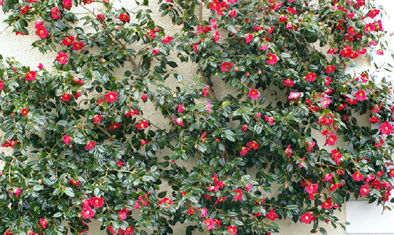 Camellia trained for Espalier; (image source: unknown)