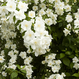 Natchez Mock Orange