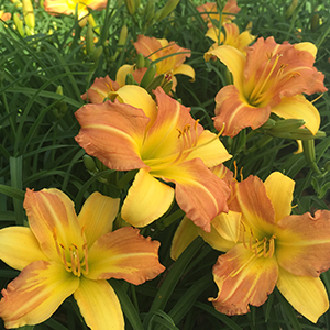 EveryDayLily™ Yellow Punch Daylily