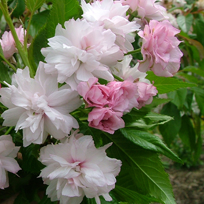 Weeping Extraordinaire™ Double Flowering Cherry