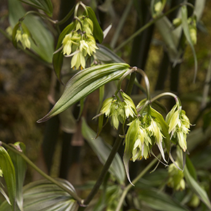 Chinese Fairy Bells