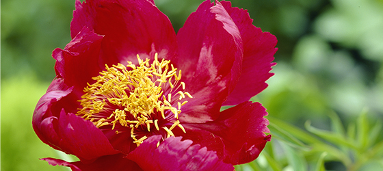 fernleaf-peony560x250