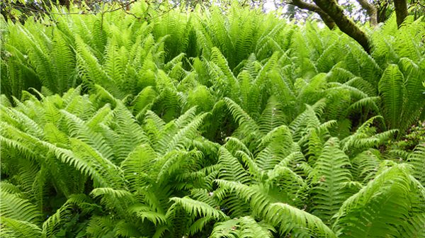 Plants made for shade