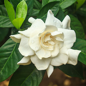 Mystery Gardenia (Grafted)