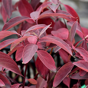 Arctic Fire™ Red Twig Dogwood