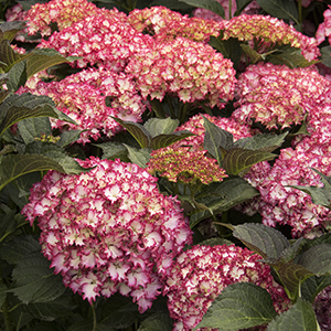 Seaside Serenade® Fire Island Hydrangea