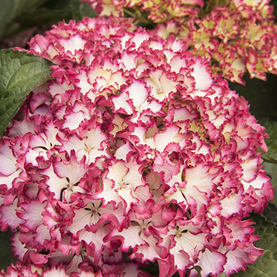 Seaside Serenade® Fire Island Hydrangea